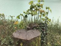 Wanderreise am Gardasee 14.10.2024 Start - Rundgang Malven See