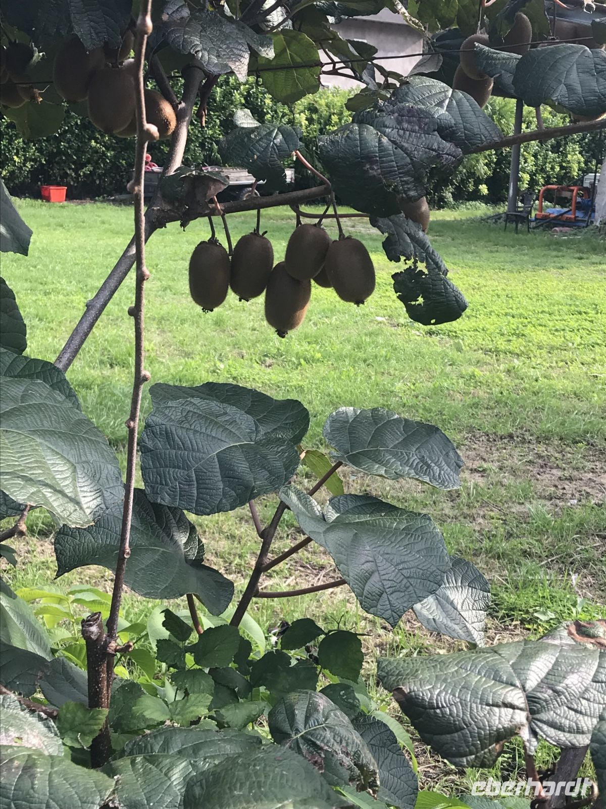 Wanderreise am Gardasee 14.10.2024  - Weingut PISONI