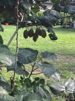 Wanderreise am Gardasee 14.10.2024  - Weingut PISONI