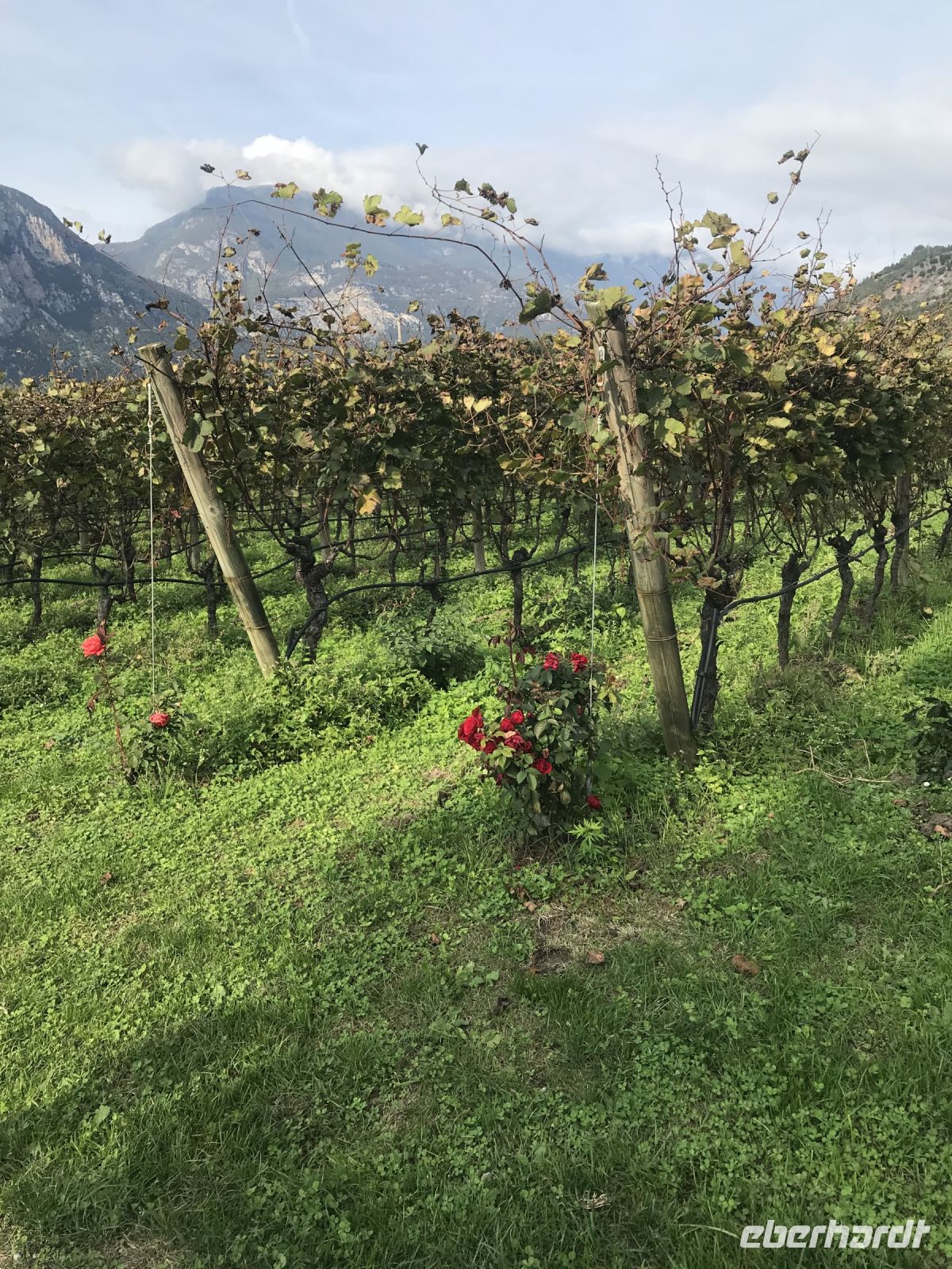 Wanderreise am Gardasee 14.10.2024  - Weingut PISONI