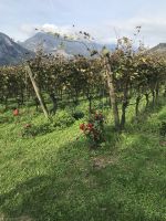 Wanderreise am Gardasee 14.10.2024  - Weingut PISONI