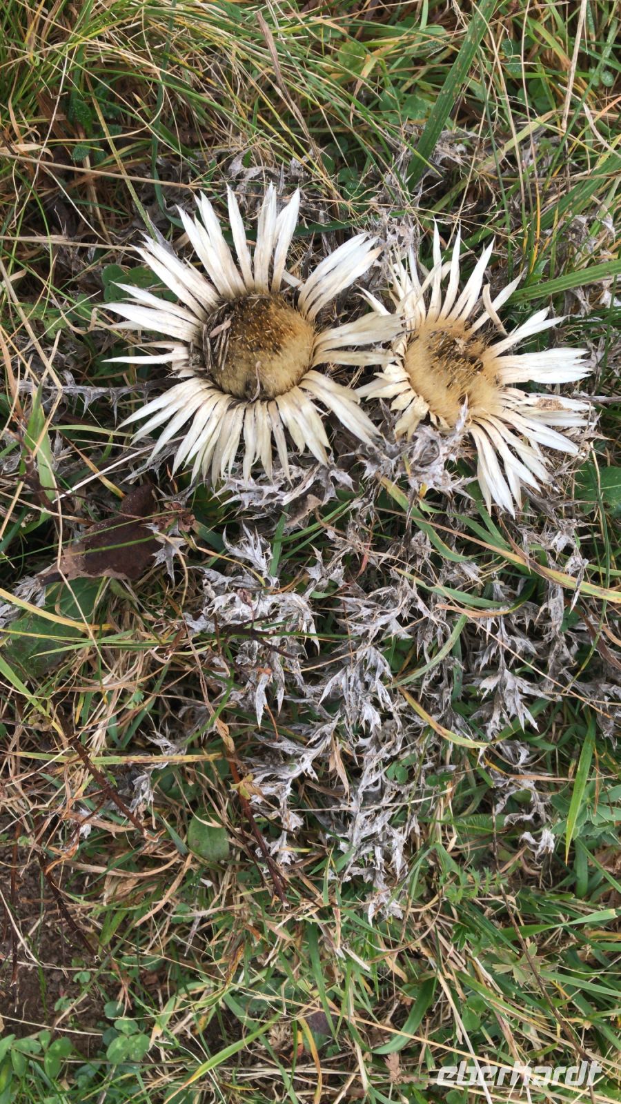 Wanderreise am Gardasee 15.10.2024  - Hochebene Monte Baldo - Silberdistel 