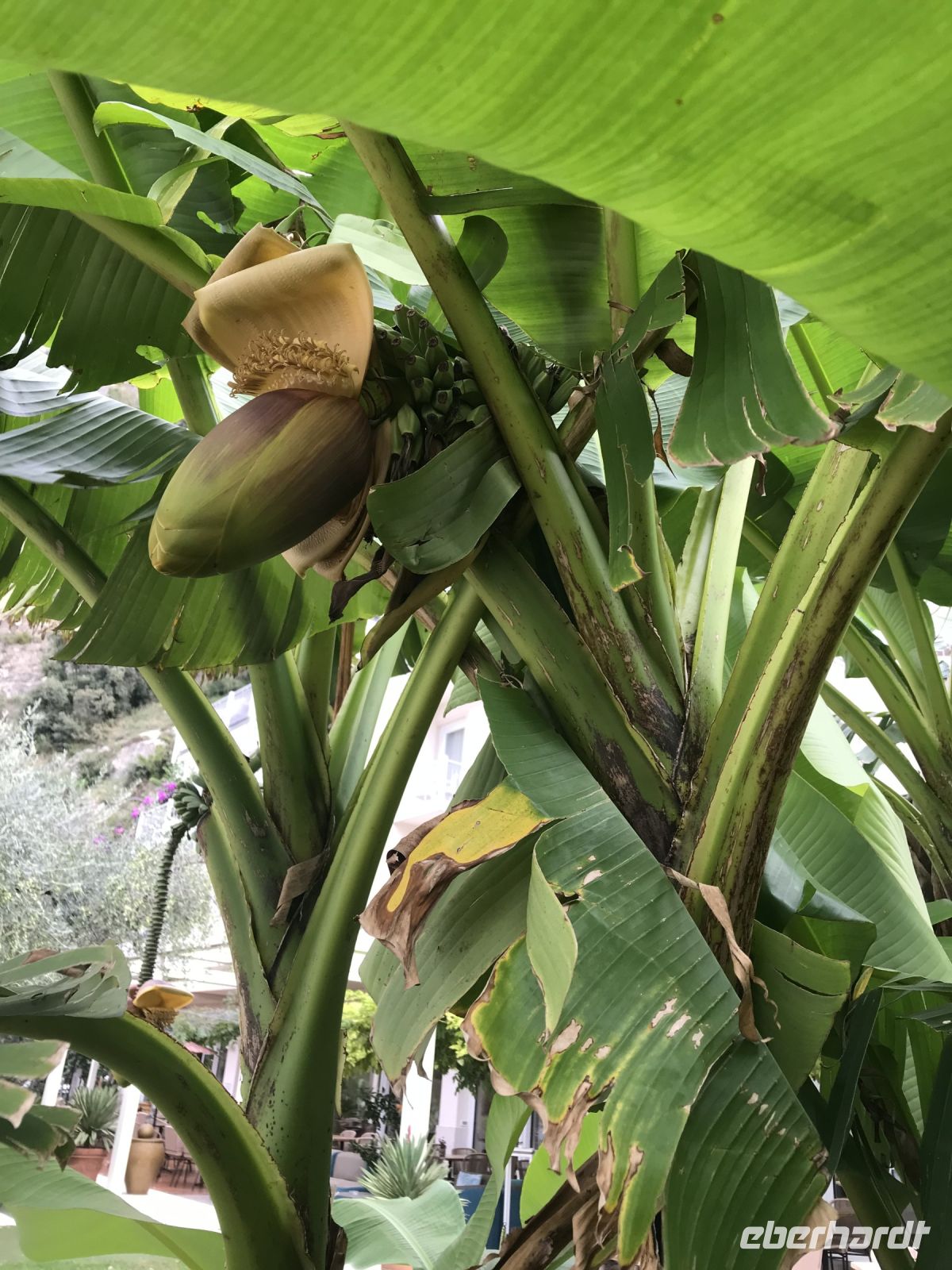 Wanderreise am Gardasee 16.10.2024  - Wanderung auf dem Monte Brione - Bananenbaum