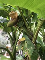 Wanderreise am Gardasee 16.10.2024  - Wanderung auf dem Monte Brione - Bananenbaum