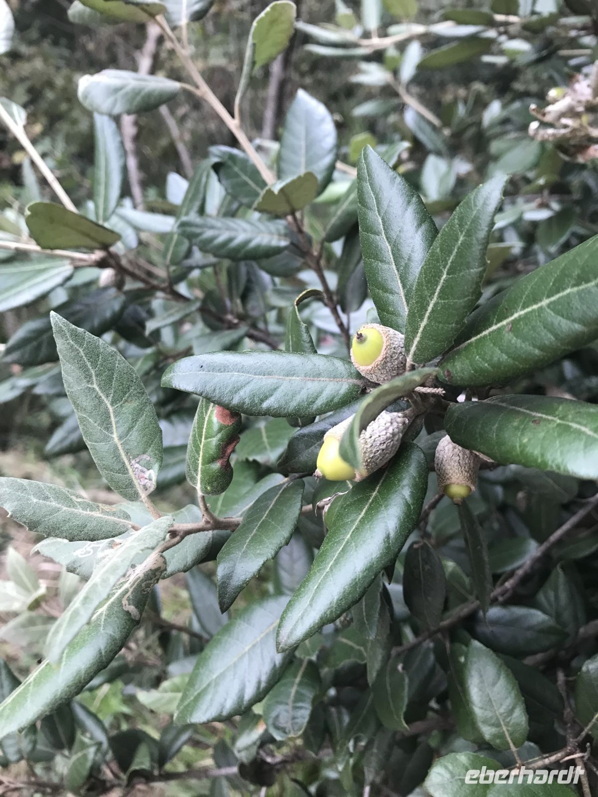 Wanderreise am Gardasee 16.10.2024  - Wanderung auf dem Monte Brione- Steineichel 