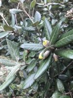 Wanderreise am Gardasee 16.10.2024  - Wanderung auf dem Monte Brione- Steineichel 