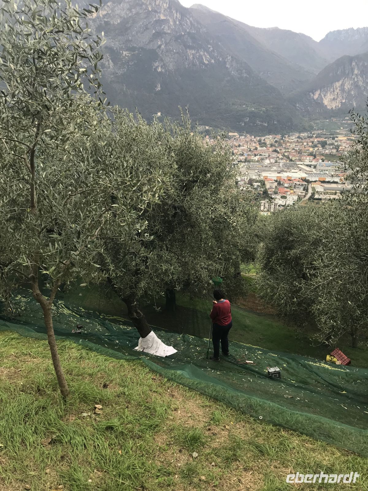 Wanderreise am Gardasee 16.10.2024  - Wanderung auf dem Monte Brione- Olivenernte