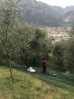 Wanderreise am Gardasee 16.10.2024  - Wanderung auf dem Monte Brione- Olivenernte