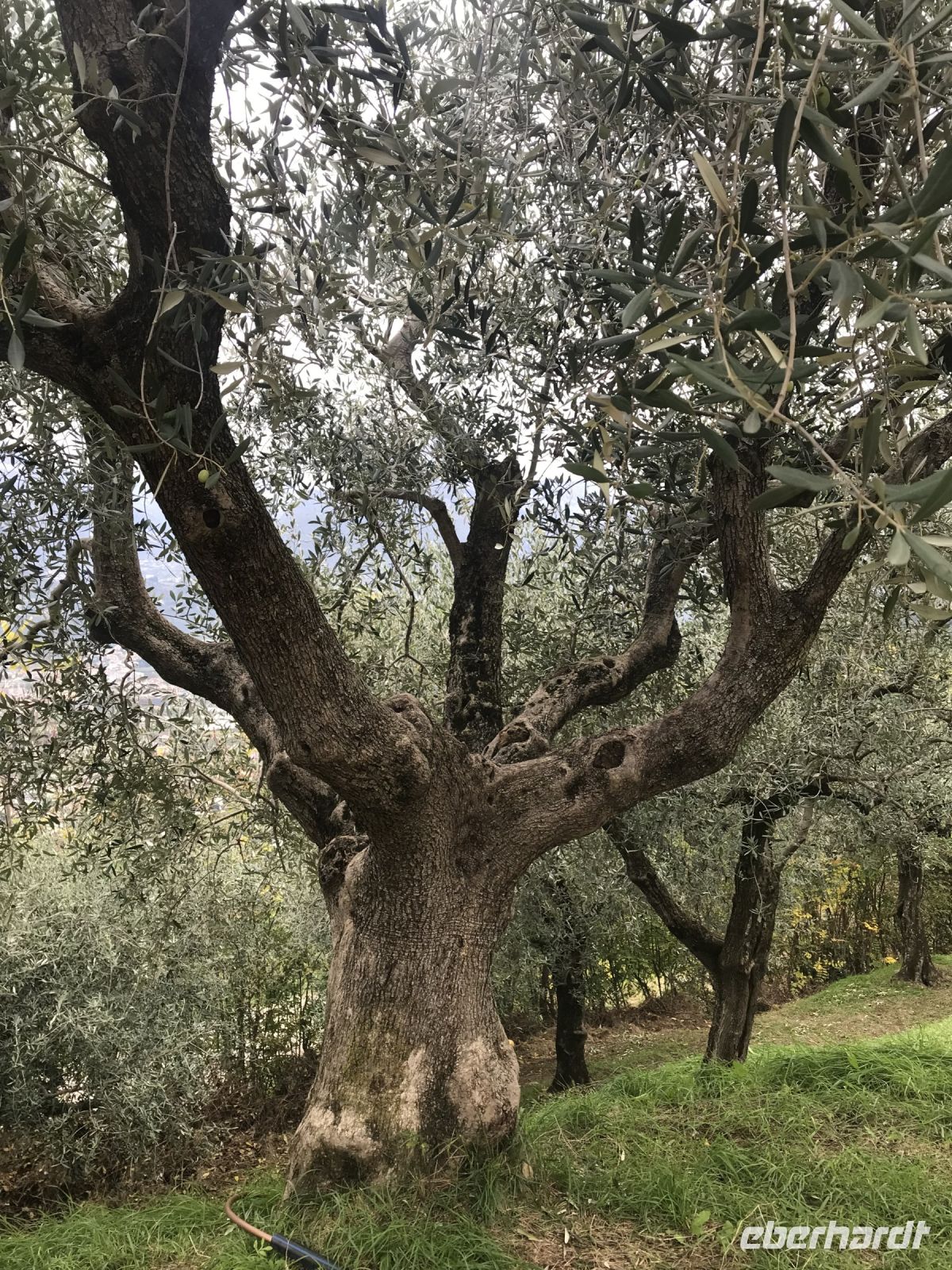 Wanderreise am Gardasee 16.10.2024  - Wanderung auf dem Monte Brione- alter Olivenbaum