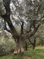 Wanderreise am Gardasee 16.10.2024  - Wanderung auf dem Monte Brione- alter Olivenbaum