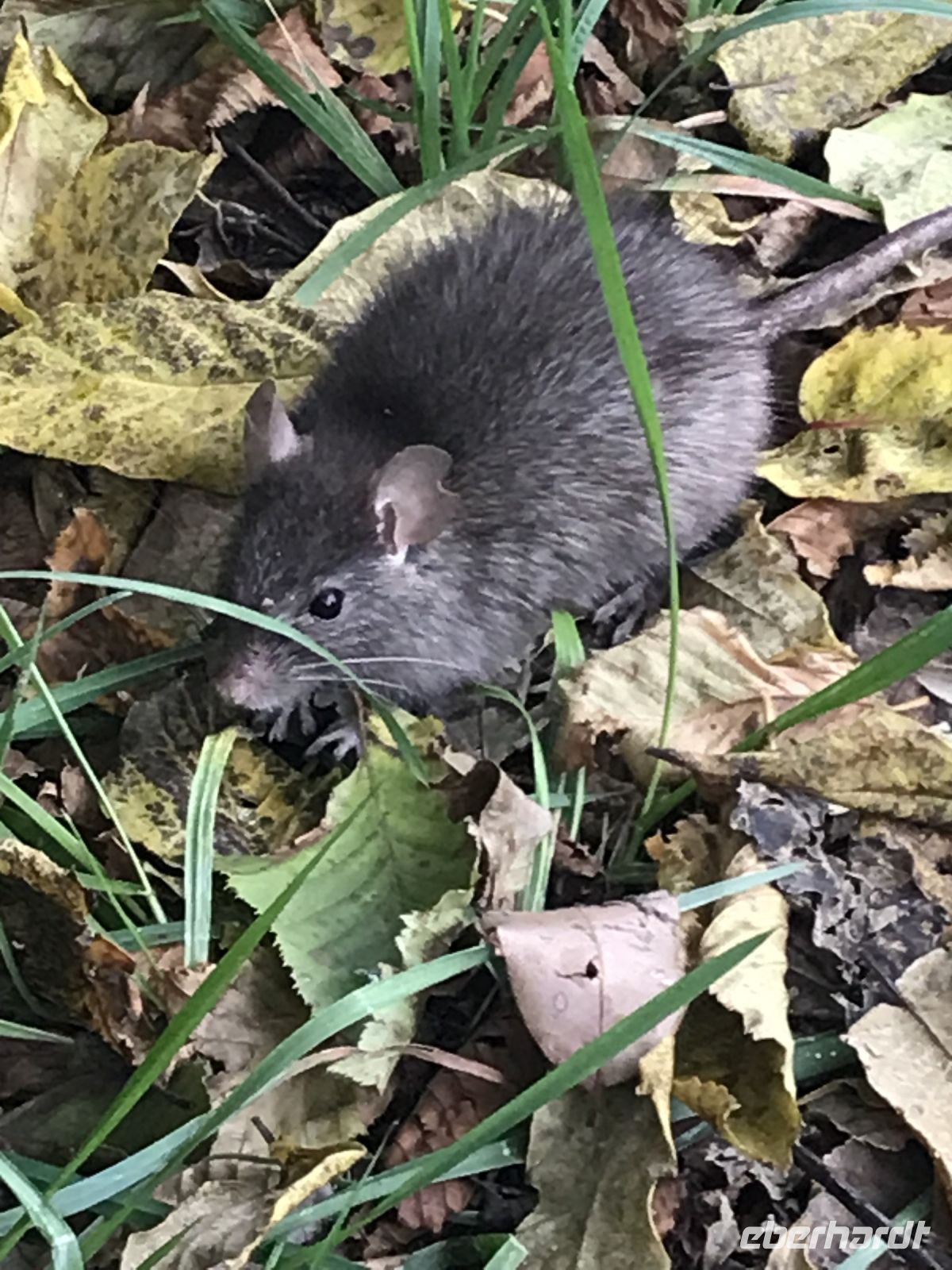 Wanderreise am Gardasee 16.10.2024  - Wanderung auf dem Monte Brione- Natur pur