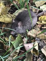 Wanderreise am Gardasee 16.10.2024  - Wanderung auf dem Monte Brione- Natur pur