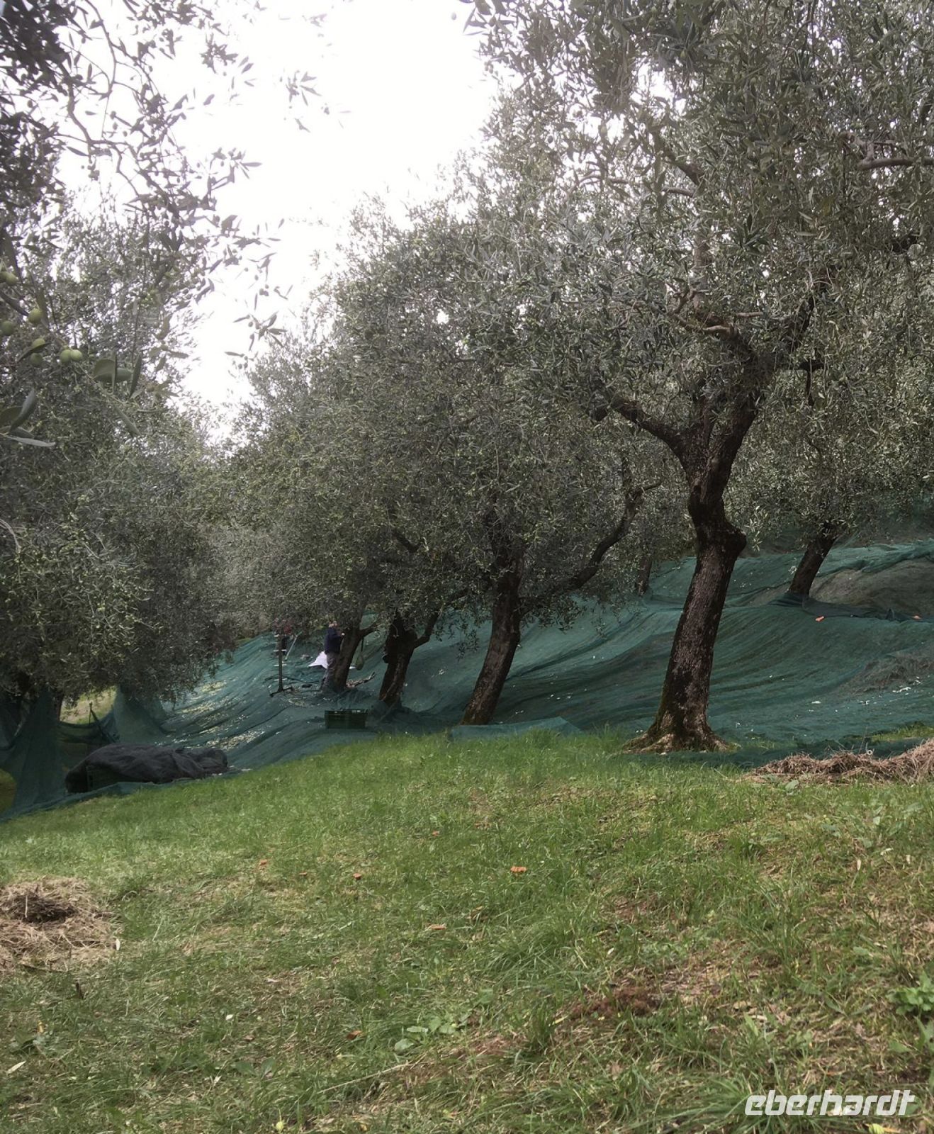 Wanderreise am Gardasee 16.10.2024  - Stadtführung - Olivenernte