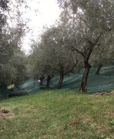 Wanderreise am Gardasee 16.10.2024  - Stadtführung - Olivenernte