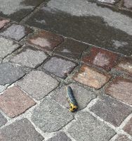 Wanderreise Italien 17.10.2024 Raupe gefunden-ca.10cm, sollte mal...
