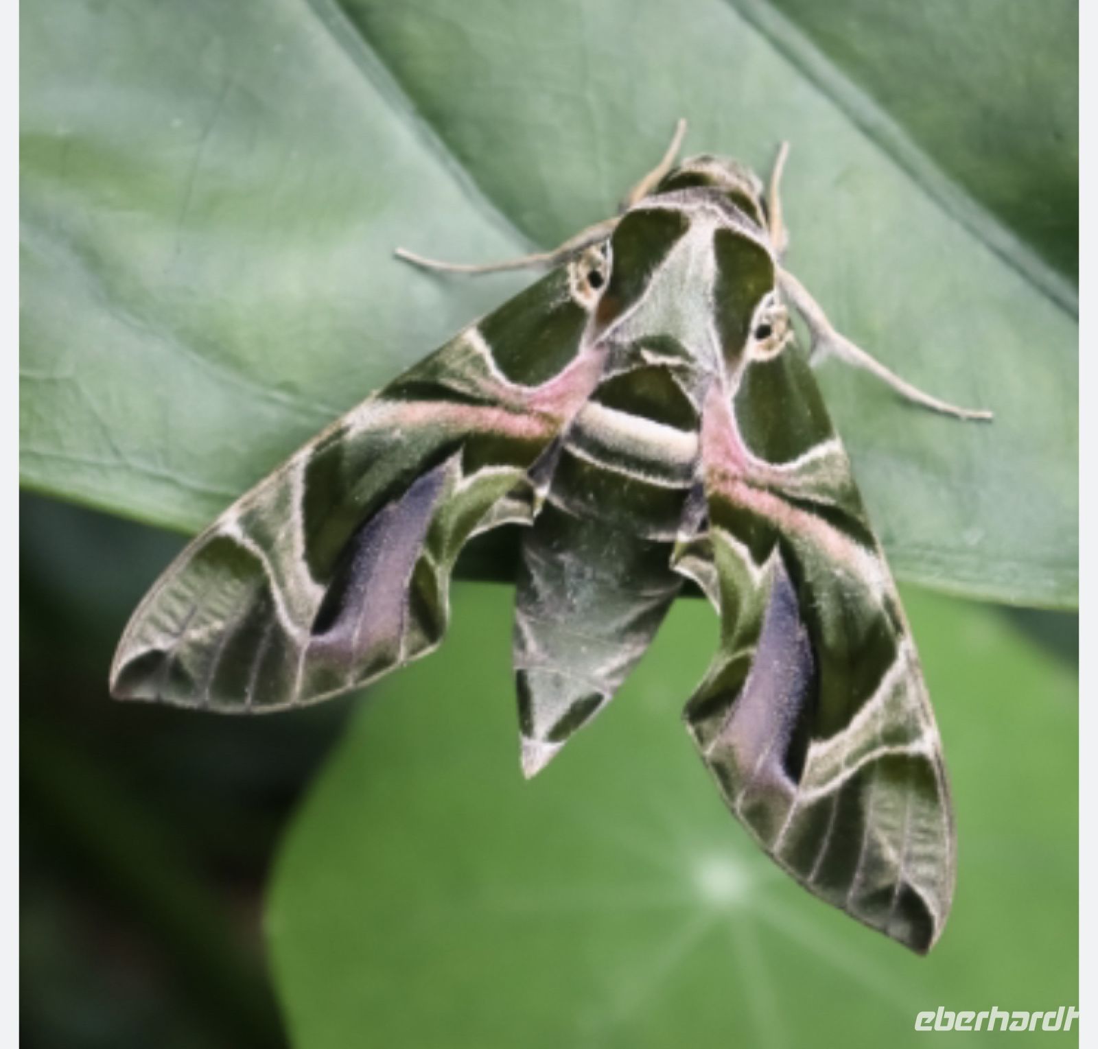 Wanderreise Italien 17.10.2024 ...ein seltener Schmetterling werden
