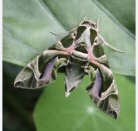 Wanderreise Italien 17.10.2024 ...ein seltener Schmetterling werden