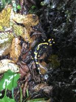 Wanderreise Italien 18.10.2024 Wanderung von Ballion zum Bergsee Tenno -Feuersalamander 