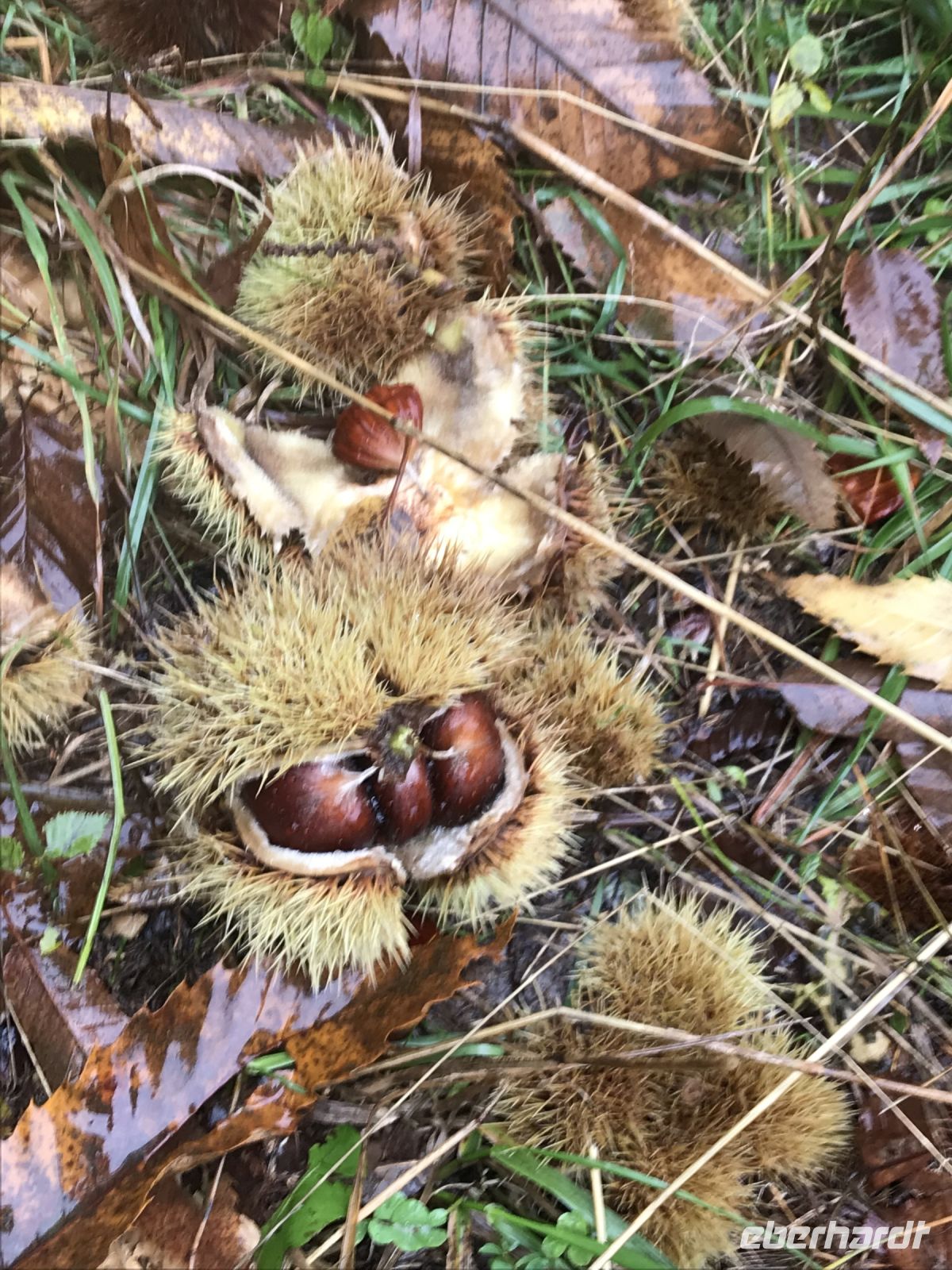 Wanderreise Italien 18.10.2024 Wanderung von Ballion zum Bergsee Tenno - Esskastanien