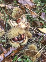 Wanderreise Italien 18.10.2024 Wanderung von Ballion zum Bergsee Tenno - Esskastanien