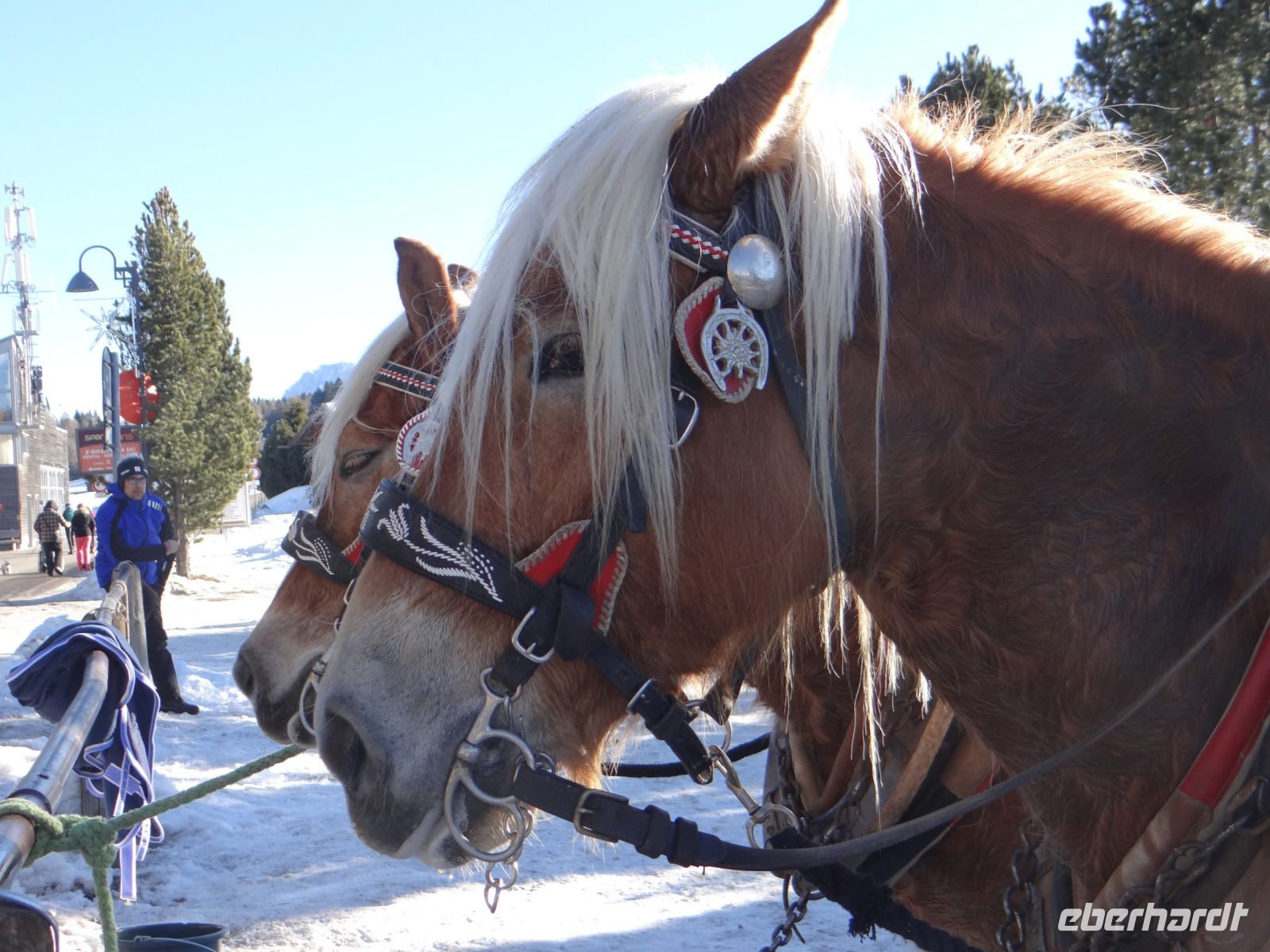 Seiser Alm, Heidi und Ti Amo machen eine kurze Pause, bevor sie uns durch die Landschaft kutschieren.