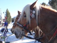 Seiser Alm, Heidi und Ti Amo machen eine kurze Pause, bevor sie uns durch die Landschaft kutschieren.