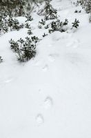  Wanderung auf der Villanderer Alm Schneefuchs-Spuren