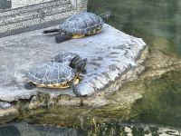 Vatikanische Gärten