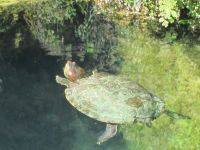 Vatikanische Gärten