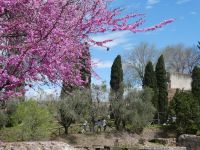 Judasbaum, Archäologischer Park Rom, Frühling