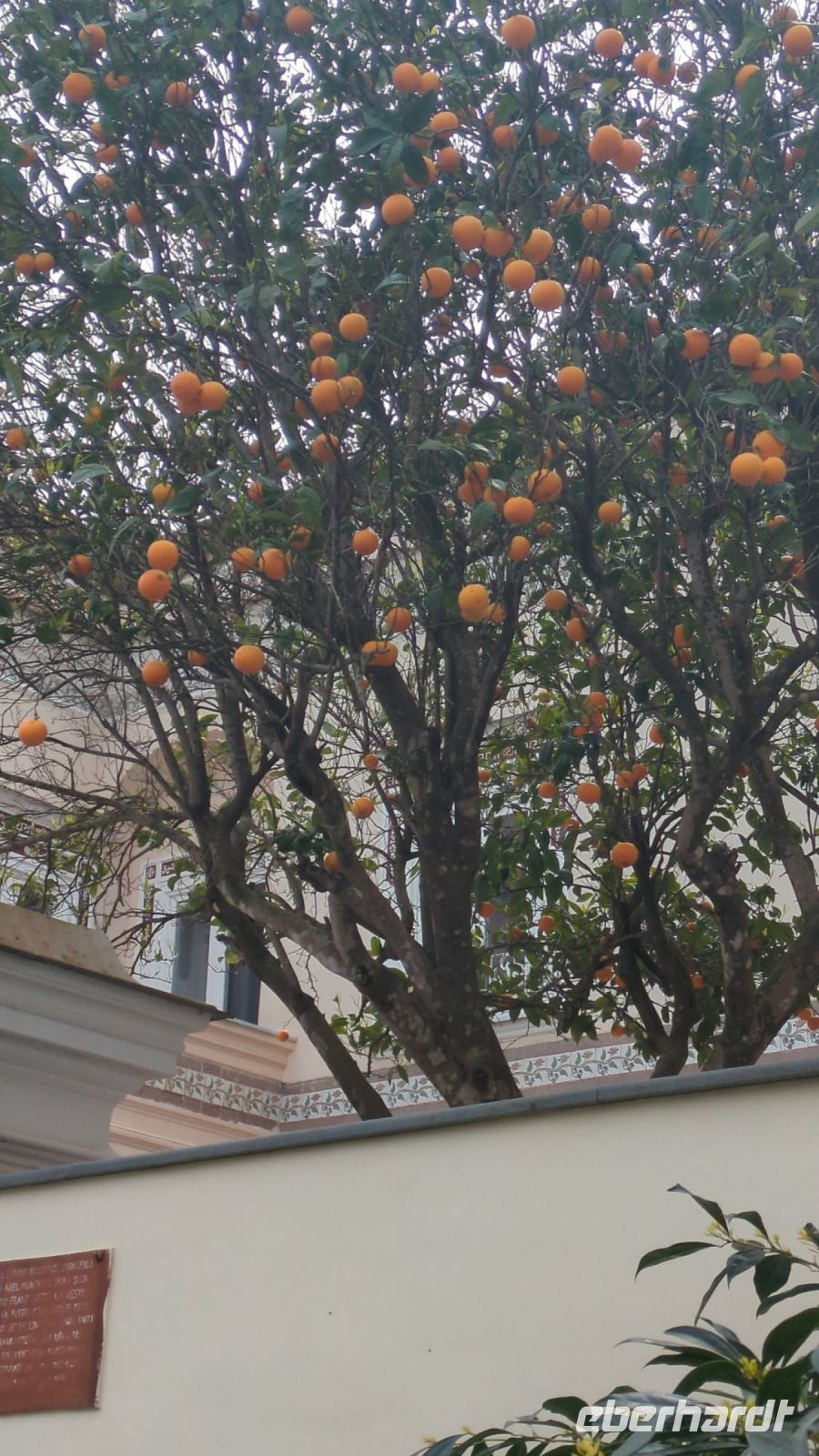 überall Orangen an den Bäumen