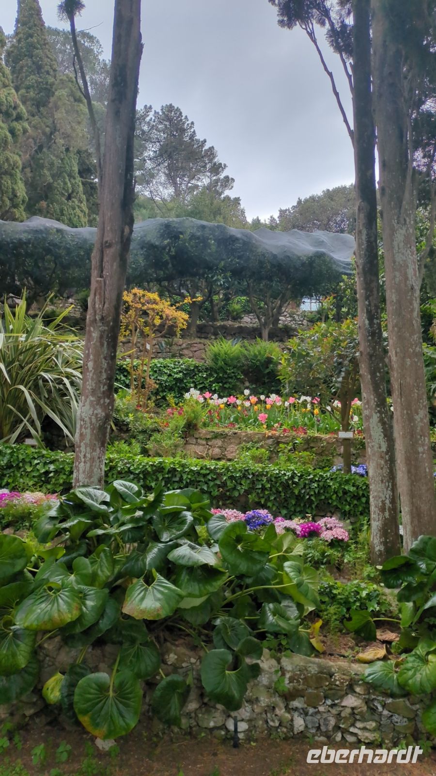 üppige mediterrane Vegitation 2