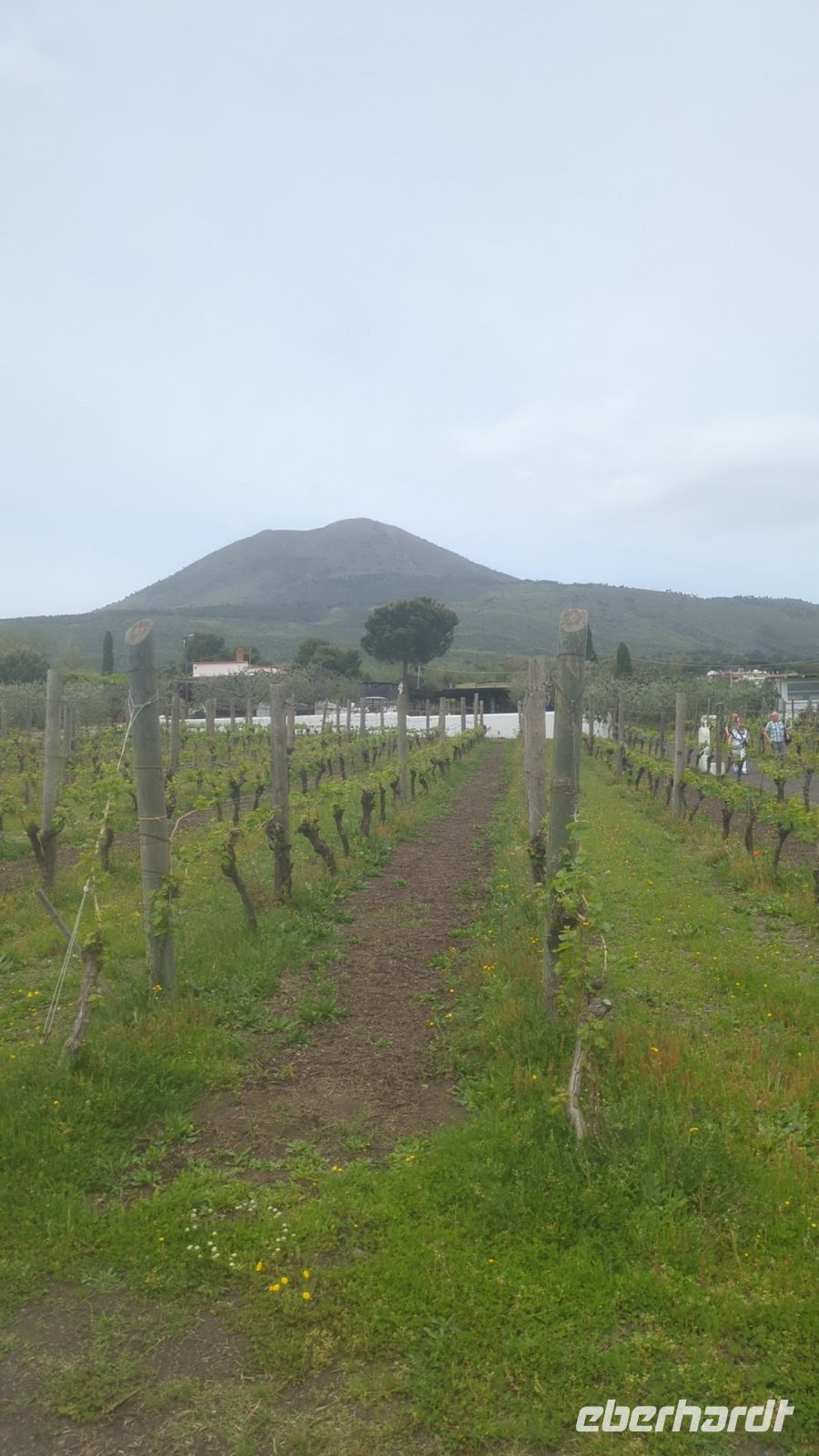 Blick auf unseren Landgasthof in Mitten der Weinberge am Vesuv