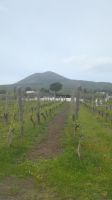 Blick auf unseren Landgasthof in Mitten der Weinberge am Vesuv