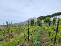 Weinanbau/Vesuv/Golf von Neapel/Italien