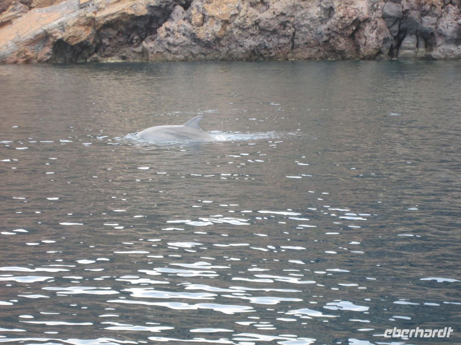 Delfine bei Vulcano
