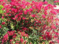Blütenpracht der Bougainville auf Vulcano