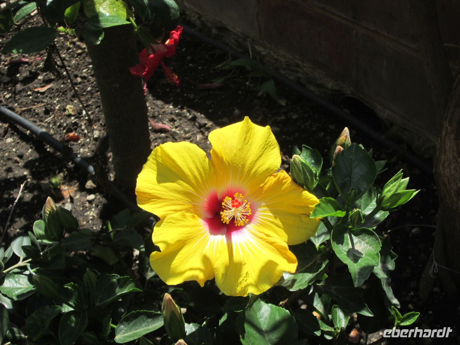 Hibiscus auf Vulcano