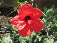 Hibiscus auf Vulcano