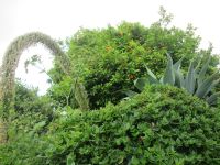 Panarea's Bepflanzung