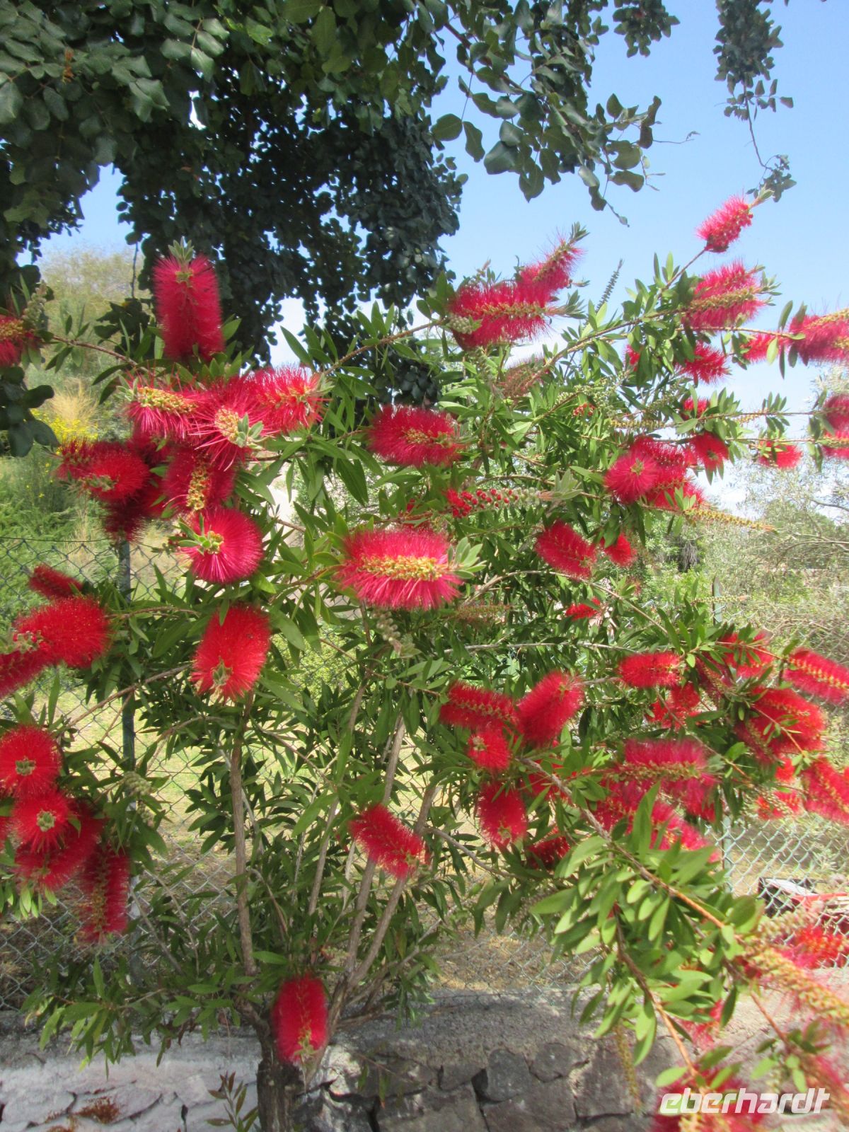 Zylinderputzer auf Salina