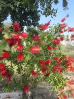 Zylinderputzer auf Salina