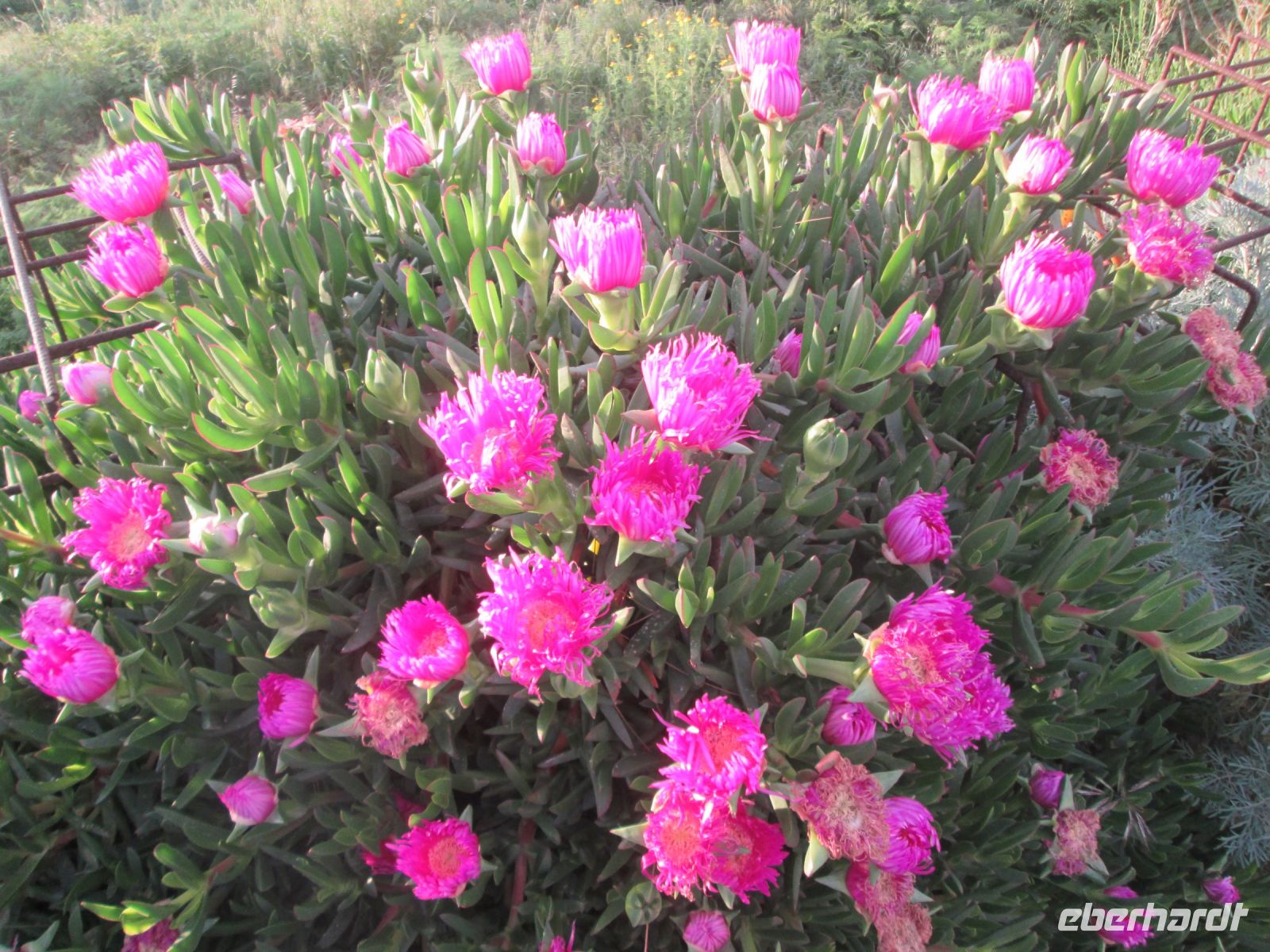 herrliche Carpobrotus /Mittagsblumen