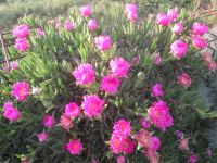 herrliche Carpobrotus /Mittagsblumen