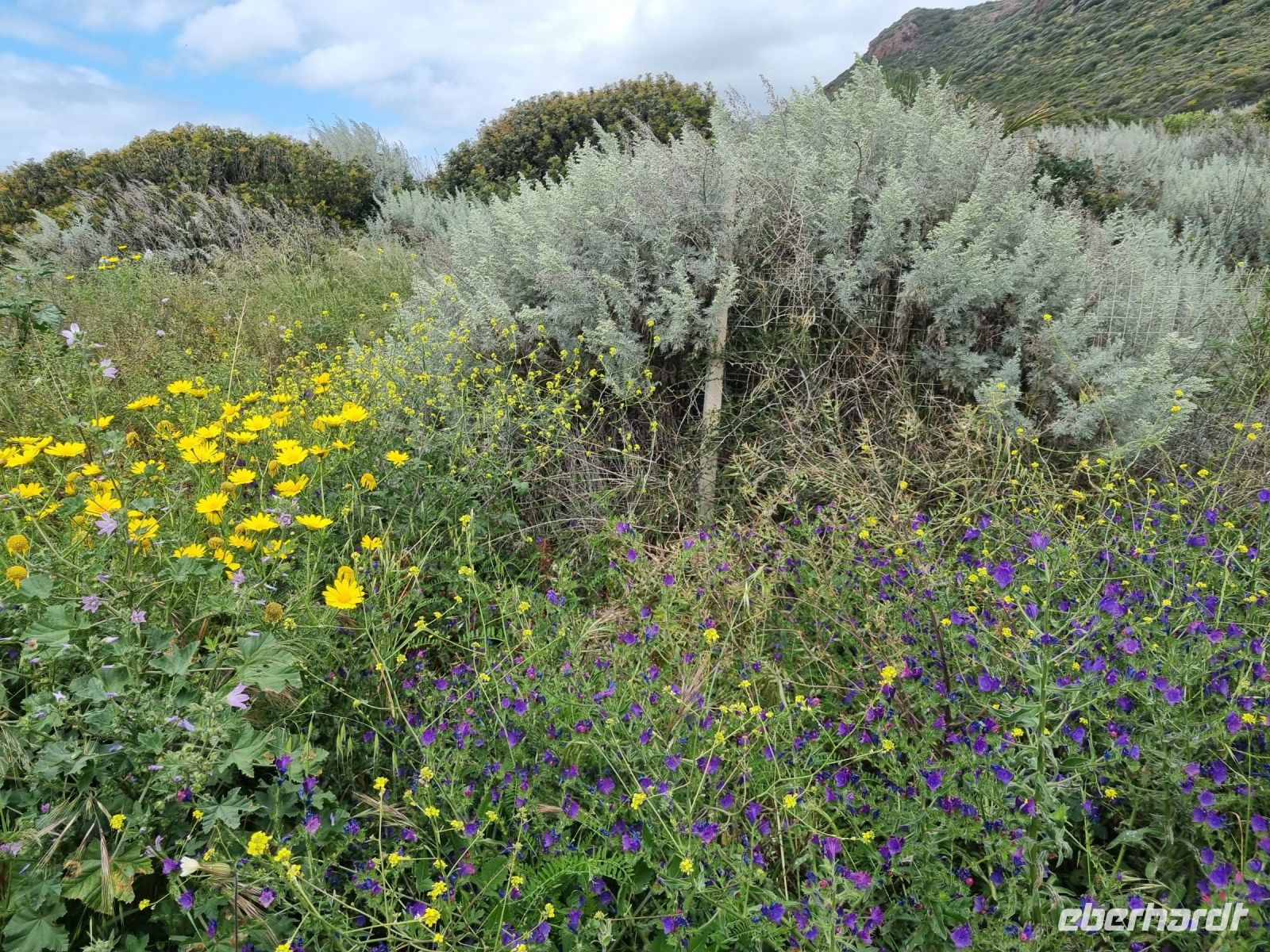 Fahrt entlang der Westküste von Alghero nach Bosa... (Macchia mediterranea)