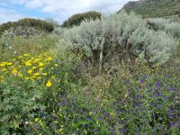 Fahrt entlang der Westküste von Alghero nach Bosa... (Macchia mediterranea)