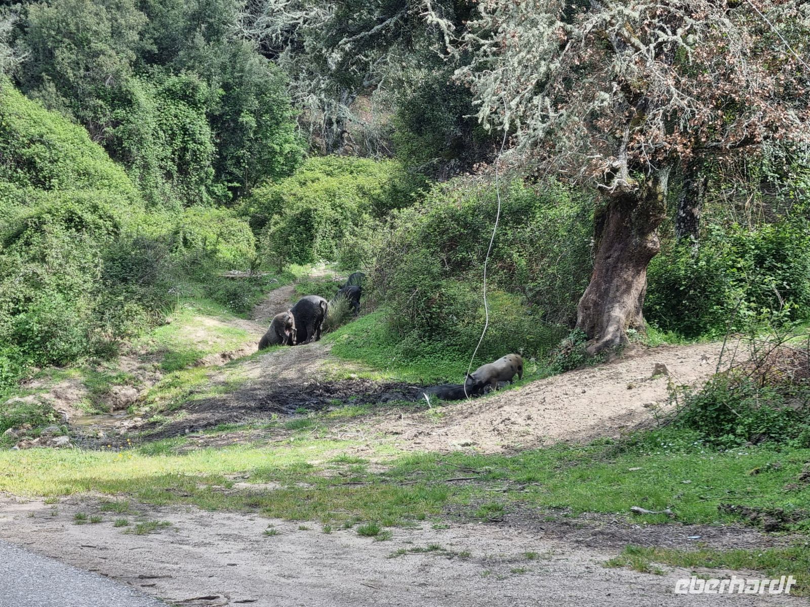 Supramonte bei Orgosolo