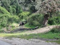 Supramonte bei Orgosolo