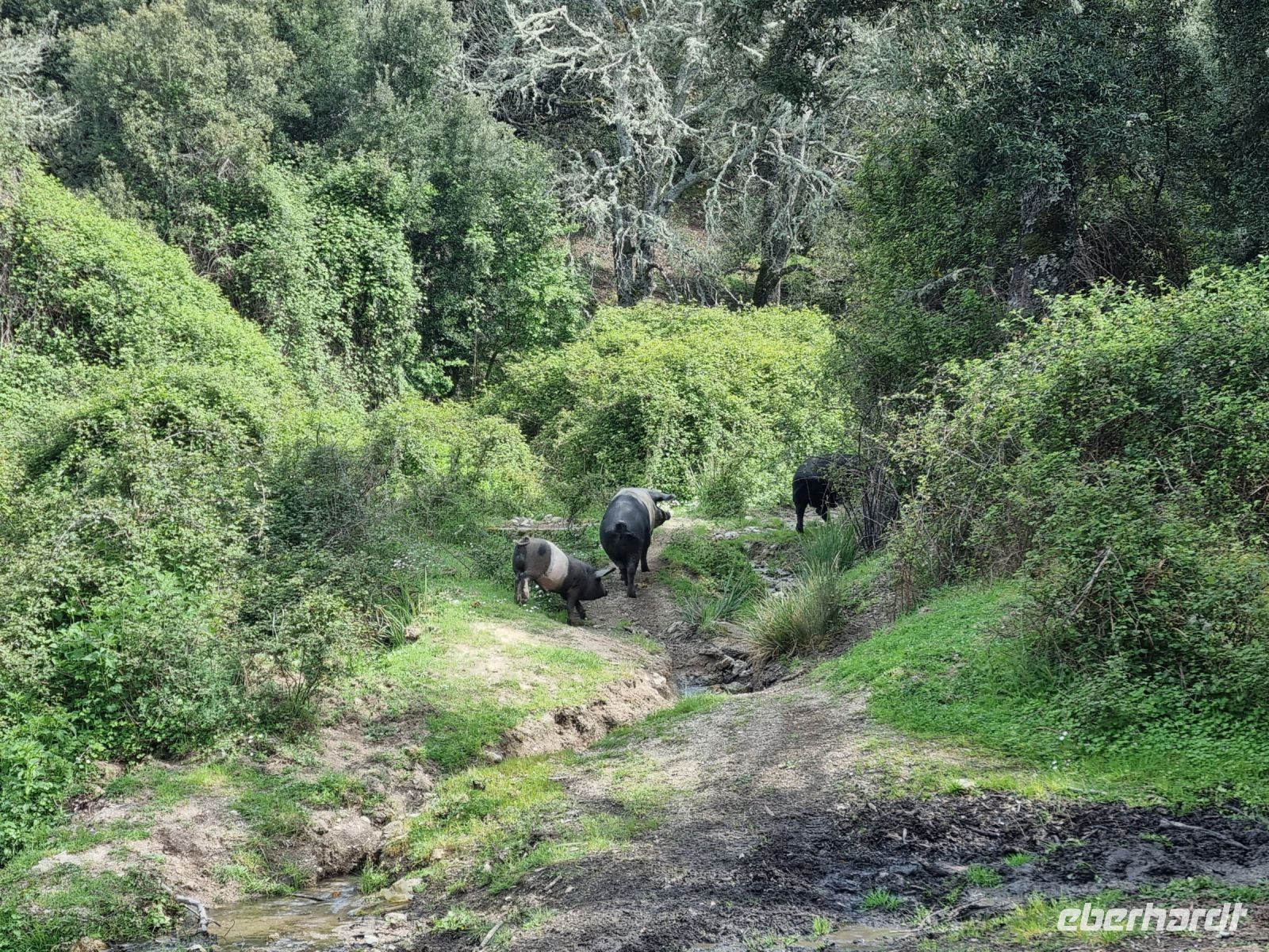 Supramonte bei Orgosolo 