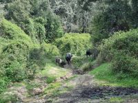 Supramonte bei Orgosolo 